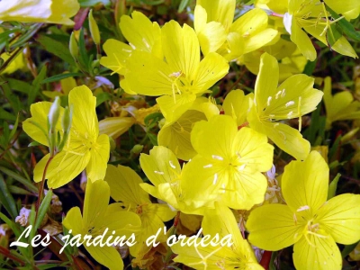 Oenothera African sun